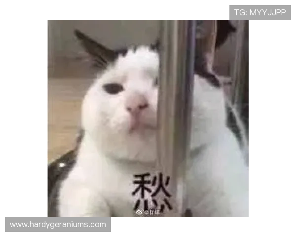 欧宝娱乐官网入口网址2024年最新官方地址，提供稳定安全的登录通道指南